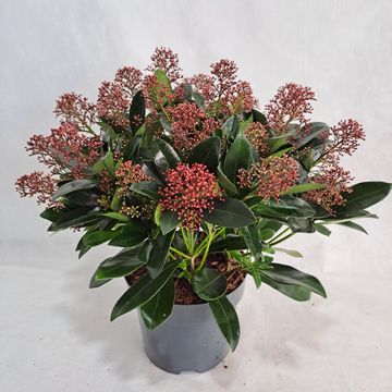 Skimmia japonica 'Rubella'