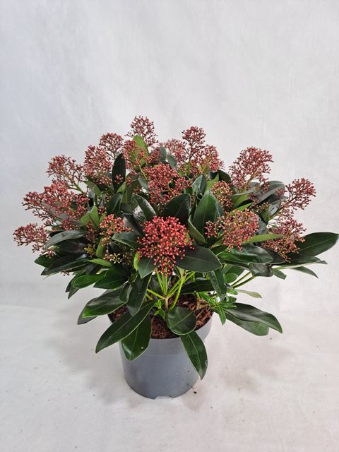 Skimmia japonica 'Rubella'