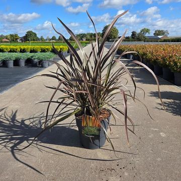 Phormium 'Bronze Baby'