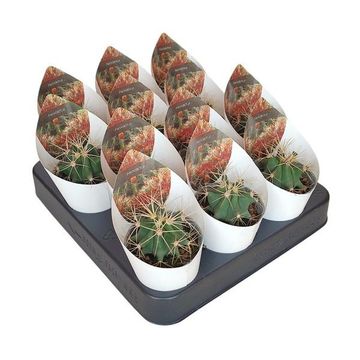 Ferocactus glaucescens