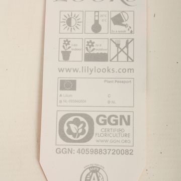 Lilium ORIENTAL HYBRID MIX