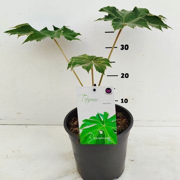 Tetrapanax papyrifer