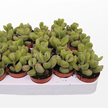 Cotyledon ladismithiensis