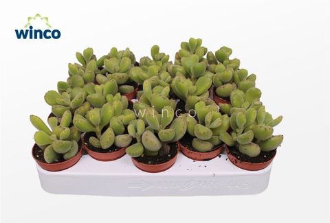 Cotyledon ladismithiensis