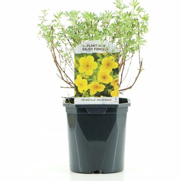 Potentilla fruticosa 'Goldfinger'