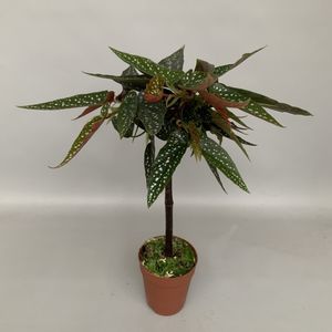 Begonia 'Tamaya'