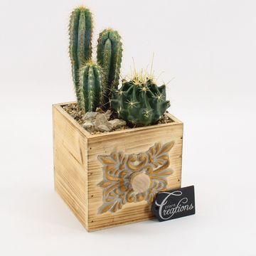 Arreglo  Cactus Essentials