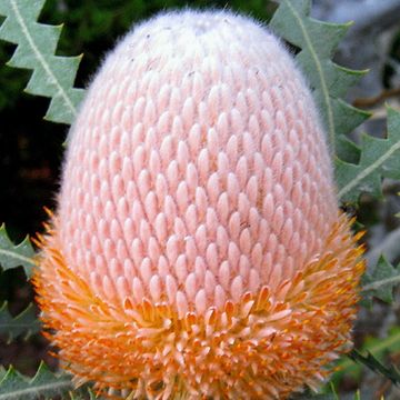 Banksia burdettii