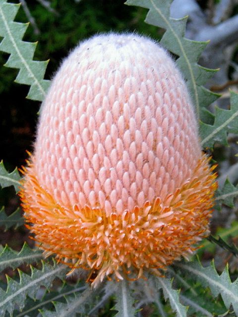 Banksia burdettii