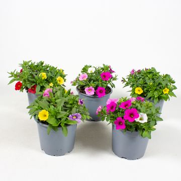 Calibrachoa MIX IN POT