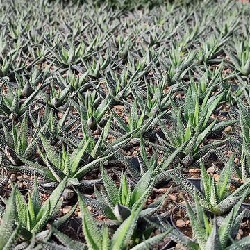 Haworthia 'Universe'