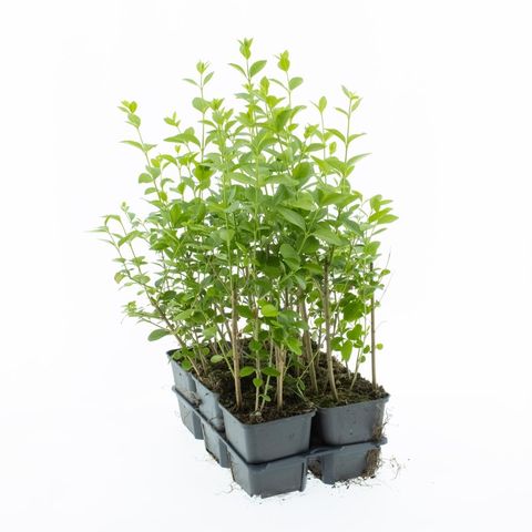 Ligustrum ovalifolium