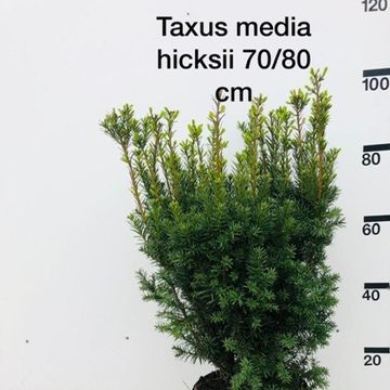 Taxus x media 'Hicksii'