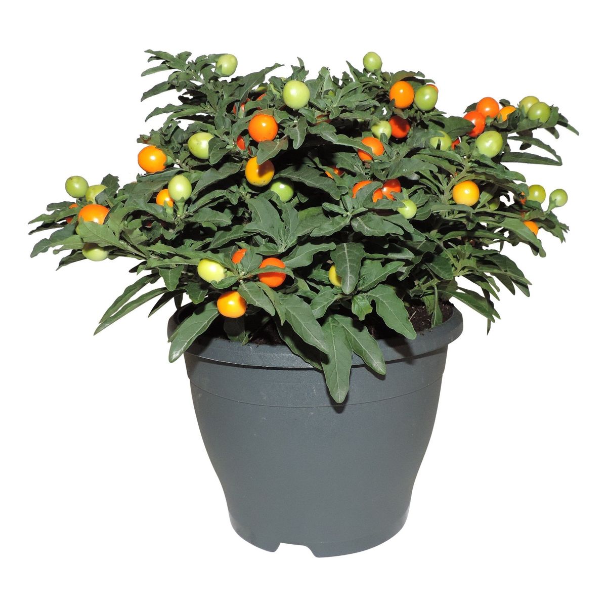 Solanum pseudocapsicum — Рослини оптом FlorAccess