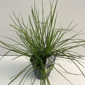 Sesleria autumnalis
