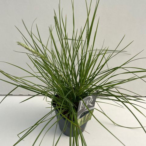 Sesleria autumnalis