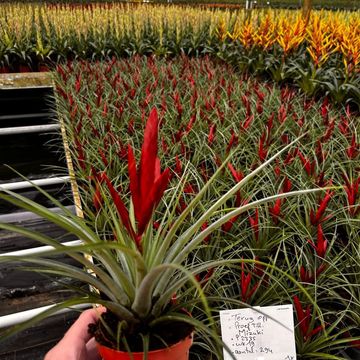 Tillandsia 'Mizuki'