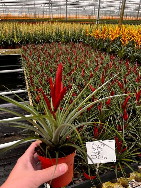 Tillandsia 'Mizuki'