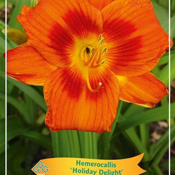 Hemerocallis 'Holiday Delight'