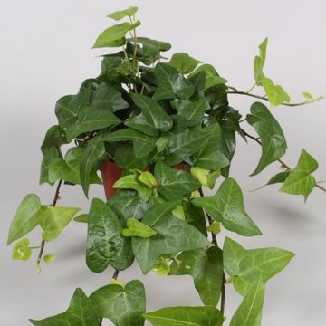 Hedera helix 'Mein Herz'