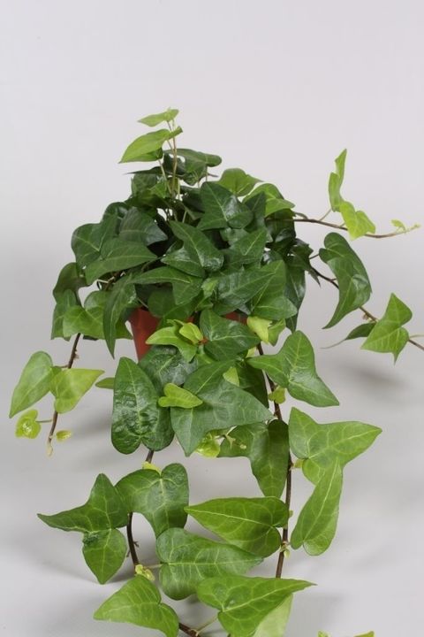 Hedera helix 'Mein Herz'