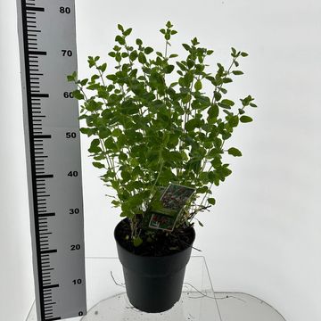 Salvia greggii 'Cherry Lips'