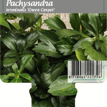 Pachysandra terminalis 'Green Carpet'