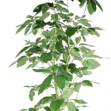 Schefflera actinophylla 'Amate'