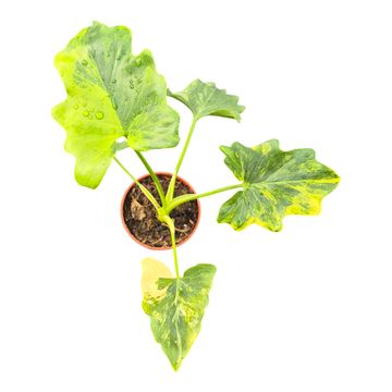 Philodendron bipinnatifidum 'Variegata'