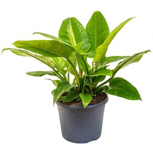 Philodendron 'Imperial Green'
