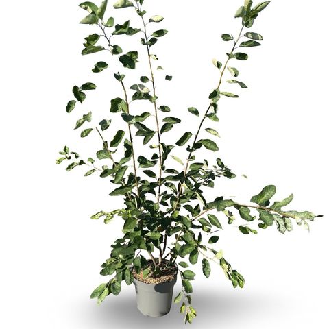 Amelanchier lamarckii