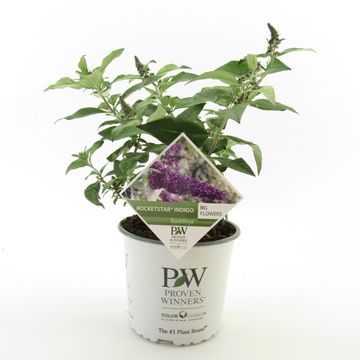 Buddleja davidii ROCKETSTAR FLAMINGO