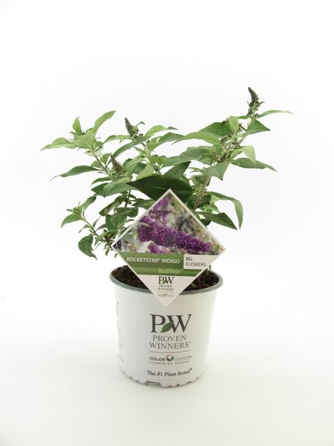 Buddleja davidii ROCKETSTAR FLAMINGO