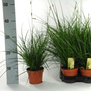 Carex brunnea