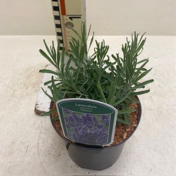 Lavandula angustifolia 'Hidcote'
