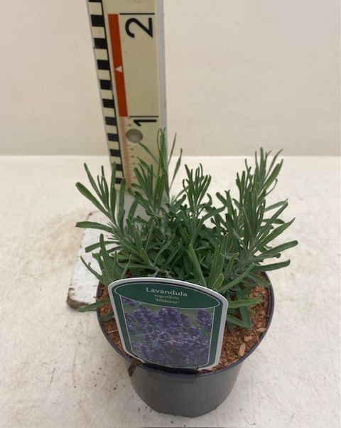 Lavandula angustifolia 'Hidcote'