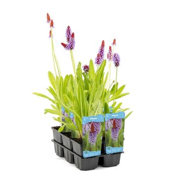 Primula vialii
