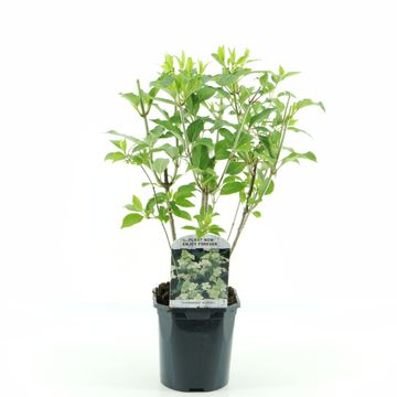 Hydrangea paniculata 'Kyushu'