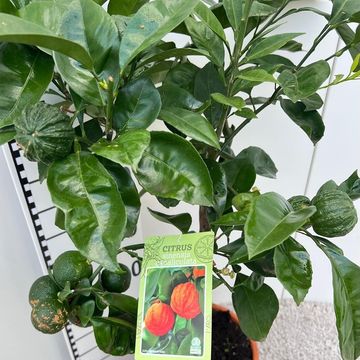 Citrus x aurantium 'Canaliculata'
