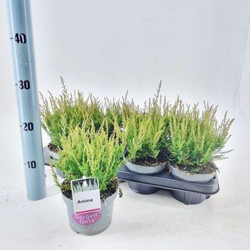 Calluna vulgaris GARDEN GIRLS AMINA