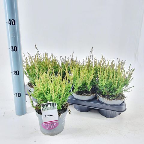 Calluna vulgaris GARDEN GIRLS AMINA