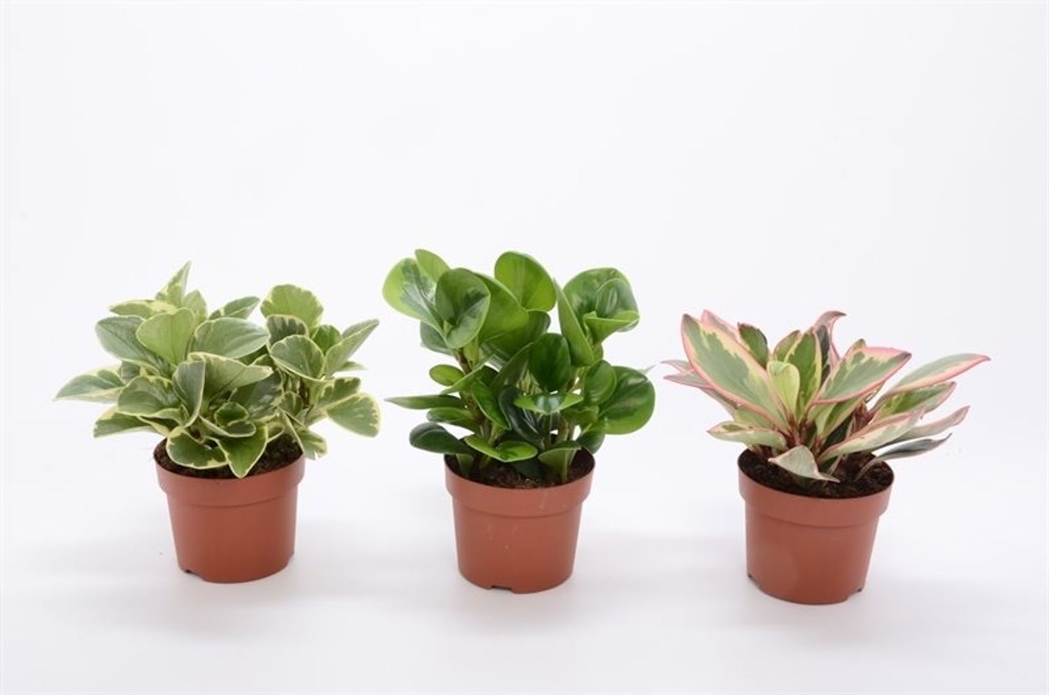 Peperomia Mix — Plant Wholesale Floraccess