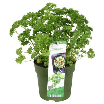 Petroselinum crispum 'Grandeur'