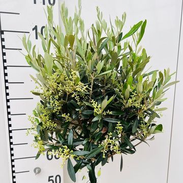 Olea europaea