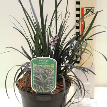 Ophiopogon planiscapus 'Niger'