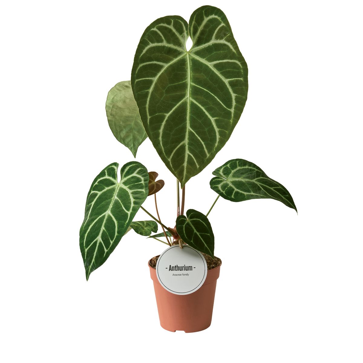 bogenhanf kaufen hornbach Sansevieria straight (Bogenhanf) kaufen