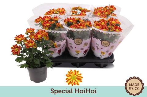 Chrysanthemum HOIHOI