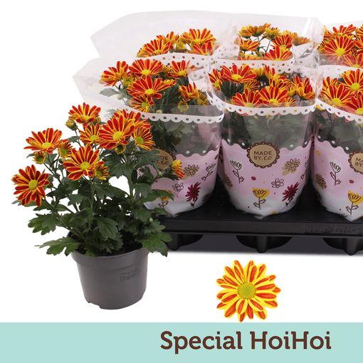 Chrysanthemum HOIHOI