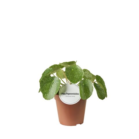 Pilea peperomioides