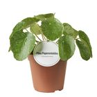 Pilea peperomioides